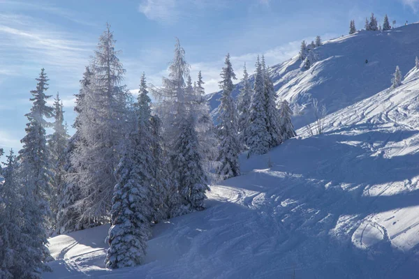 스키 리조트에서 눈으로 뒤덮인 나무들 — 스톡 사진