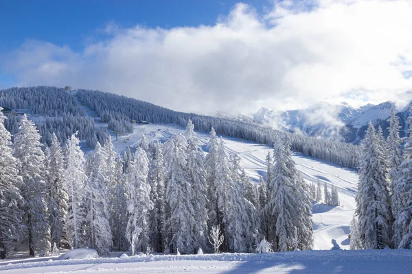 Árboles cubiertos de nieve en las pistas de la estación de esquí de Schladming —  Fotos de Stock