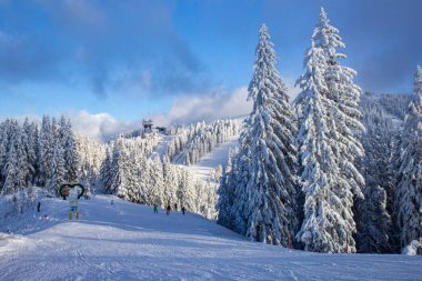 Schladming kayak merkezinin pistlerinde karla kaplı ağaçlar