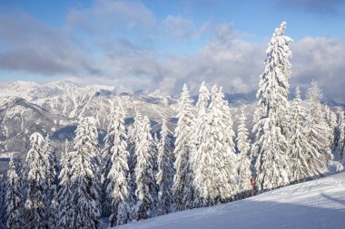 Schladming kayak merkezinin pistlerinde karla kaplı ağaçlar
