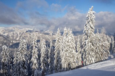 Schladming kayak merkezinin pistlerinde karla kaplı ağaçlar