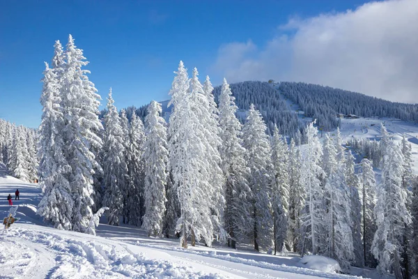 Árboles cubiertos de nieve en las pistas de la estación de esquí de Schladming —  Fotos de Stock