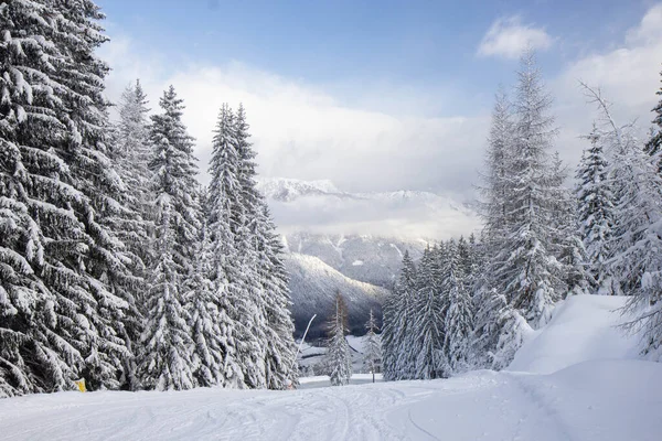 Árboles cubiertos de nieve en las pistas de la estación de esquí de Schladming —  Fotos de Stock