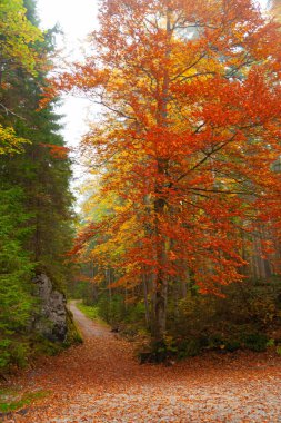 Bavyera Alpleri 'ndeki bir ormandan geçen bir patika.