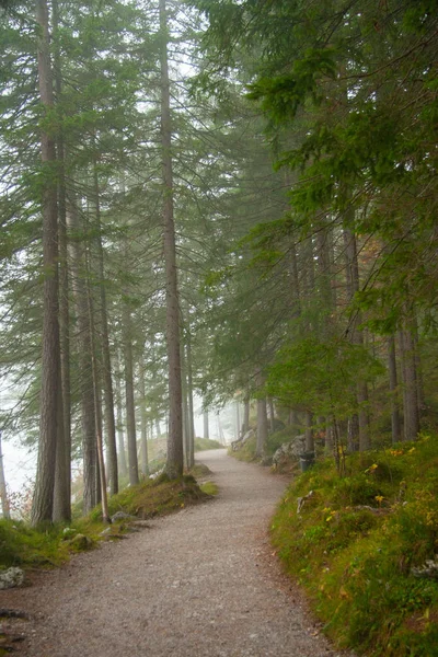 A foot path through a forest in Bavarian Alps — Stock fotografie