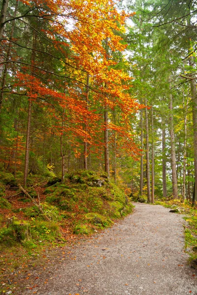 Ein Fußweg durch einen Wald in den bayerischen Alpen — Stockfoto