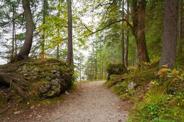 Un sentiero attraverso una foresta nelle Alpi bavaresi — Foto Stock