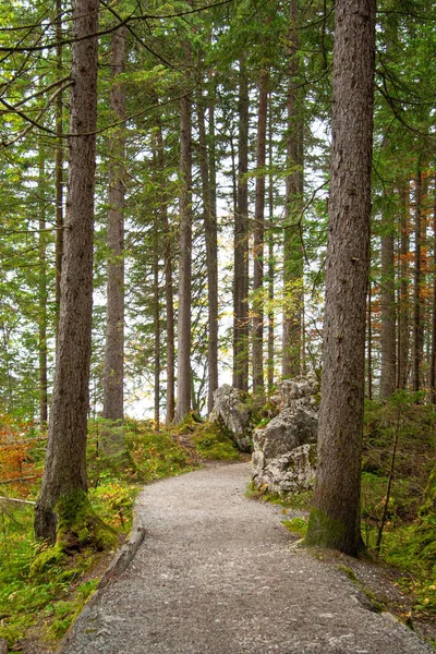 Un sentiero attraverso una foresta nelle Alpi bavaresi — Foto Stock