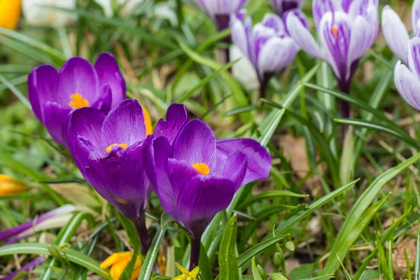 Crocuses Early Spring Flowers Growing Park — Stock Photo, Image