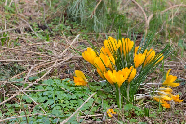 クロッカス 公園で成長する早春の花 — ストック写真