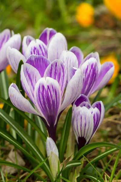 Crochi Fiori All Inizio Della Primavera Che Crescono Parco — Foto Stock