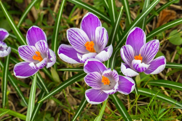 Crocuses Early Spring Flowers Growing Park — Stock Photo, Image