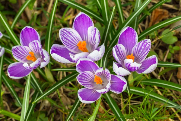 Crocuses Early Spring Flowers Growing Park — Stock Photo, Image