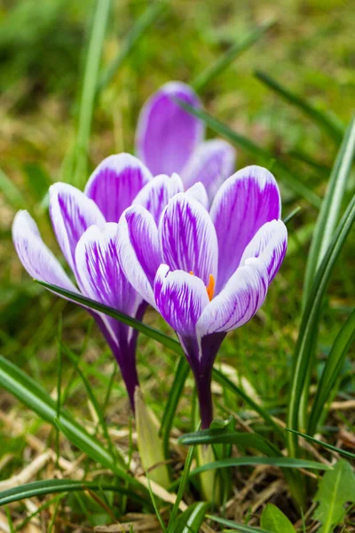 Crocuses Early Spring Flowers Growing Park — Stock Photo, Image