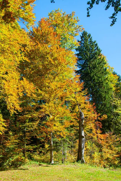 Sonniger Herbsttag Den Bayerischen Alpen Süddeutschland — Stockfoto