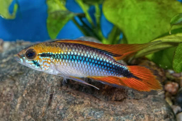 Cichlid peixe Apistogramma agassizii em um aquário — Fotografia de Stock