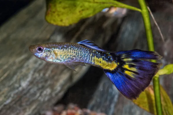 Färgade livebear fisk från släktet Poecilia — Stockfoto