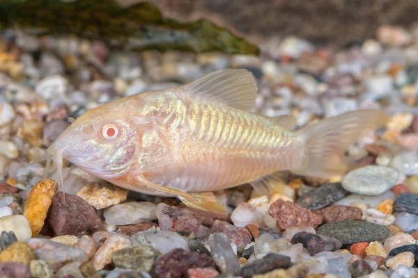 Corydoras 属的鲶鱼 — 图库照片