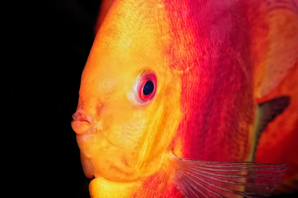 Bonito retrato de pez disco rojo-naranja —  Fotos de Stock