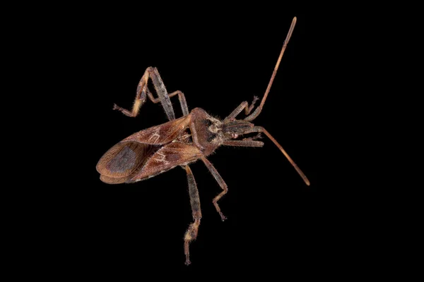 Brown Dock Bug su uno sfondo nero — Foto Stock