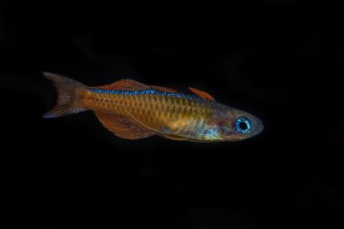 Mavi gözlü balık (Pseudomugil luminatus) içinde akvaryum portresi
