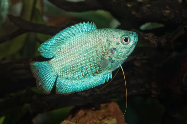 Retrato de peixes do género Trichogaster (Colisa) em aquário — Fotografia de Stock
