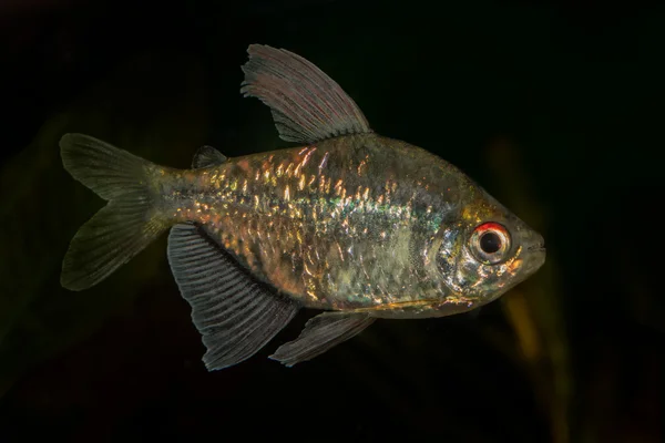 Retrato de tetra fish (Moenkhausia pittieri) em aquário — Fotografia de Stock