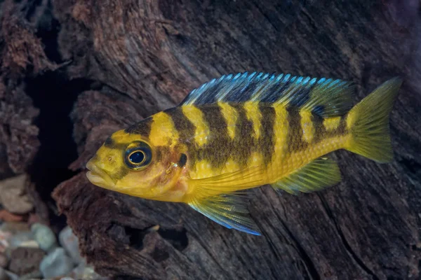 Portret van cichlid vis (Pseudotropheus crabro) in aquarium — Stockfoto