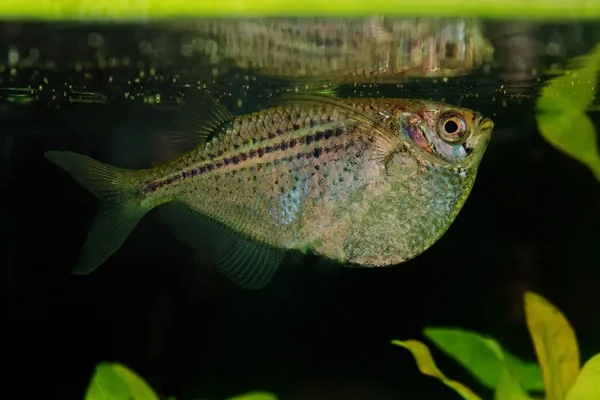 水槽の中のテトラ魚 (Gasteropelecus sternicla) の肖像画 — ストック写真