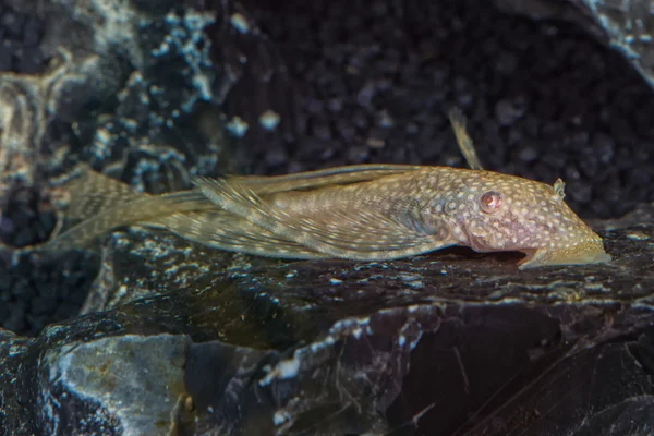 Portret van meerval (Ancistrus sp.) in aquarium — Stockfoto