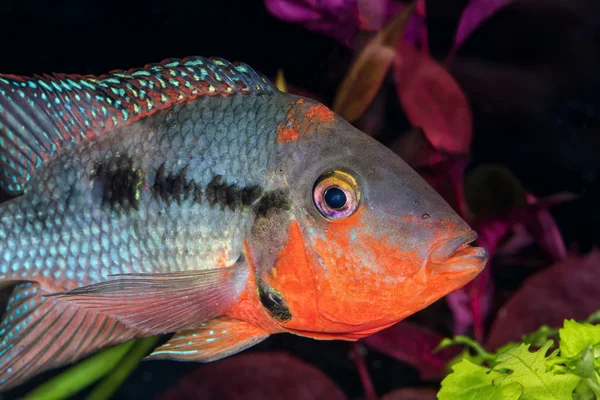 Portrait of cichlid fish from genus Thorichthys — Stock Photo, Image