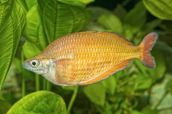 Portrait of rainbowfish (Melanotaenia herbertaxelrodi) in aquarium — Stock Photo, Image