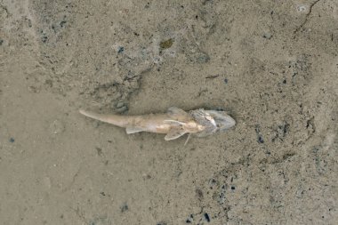 Gölün dibinde ölü bir balık