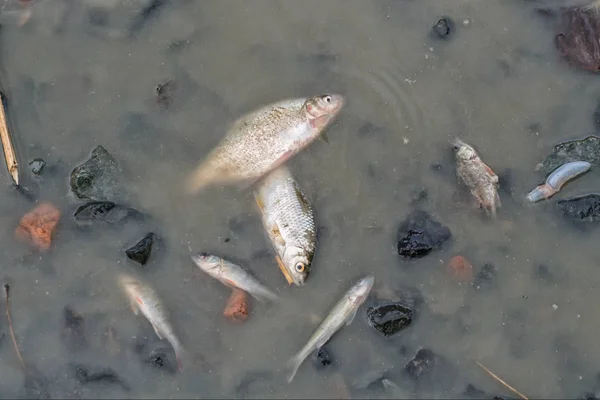 Um peixe morto no fundo da lagoa — Fotografia de Stock