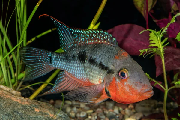 Retrato de peixes ciclídeos do género Thorichthys — Fotografia de Stock