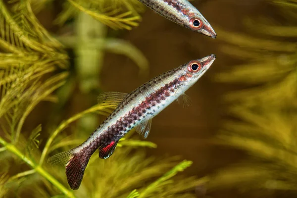 Портрет карандашной рыбы (Nannostomus eques) в аквариуме — стоковое фото