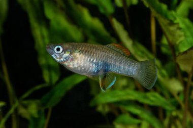 Livebearer balık (Brachyrhaphis roseni) içinde akvaryum portresi