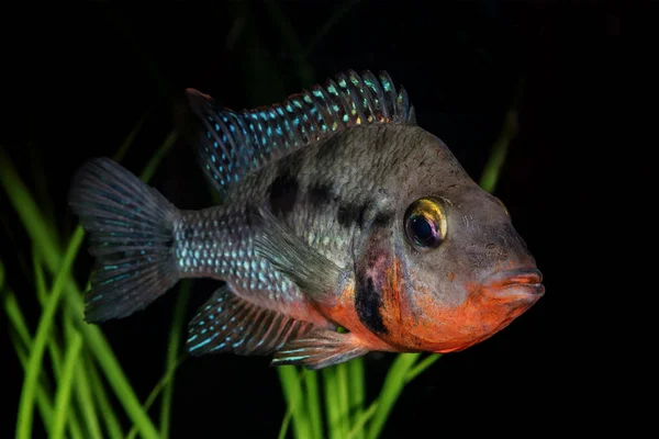 Retrato del pez cíclido (Thorichthys meeki) en el acuario — Foto de Stock