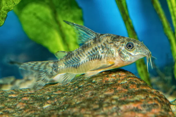 Havskatt från släktet Corydoras — Stockfoto