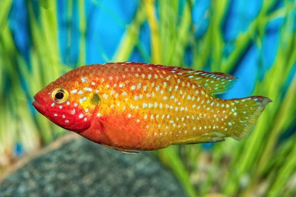 Портрет цихлидной рыбы (Hemichromis sp.) в аквариуме — стоковое фото