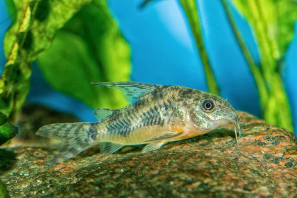 Pesce gatto del genere Corydoras — Foto Stock