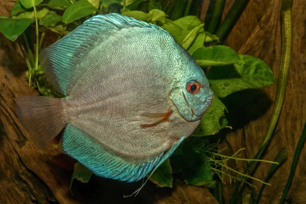 Nice portrait of blue discus (Symphysodon sp.) fish — Stock Photo, Image