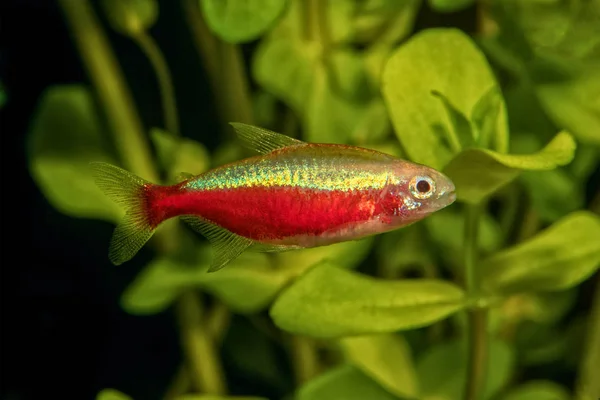Neon tetra balık (Paracheirodon Otocinclus) içinde akvaryum portresi