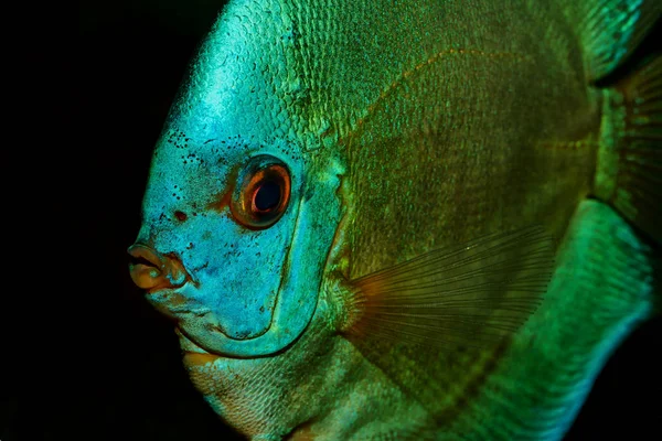 Bonito retrato de pez disco azul sobre un fondo negro —  Fotos de Stock