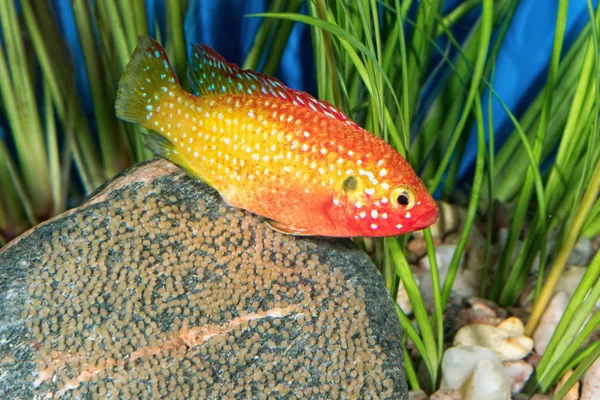 Porträt eines Buntbarschfisches (hemichromis sp.) im Aquarium — Stockfoto