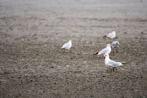 Gaviotas en un lago en busca de comida — Foto de Stock