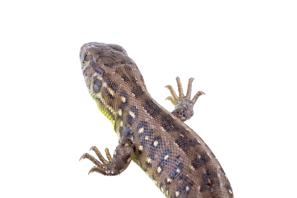 Lizard (Lacerta agilis) on a white background — Stock Photo, Image