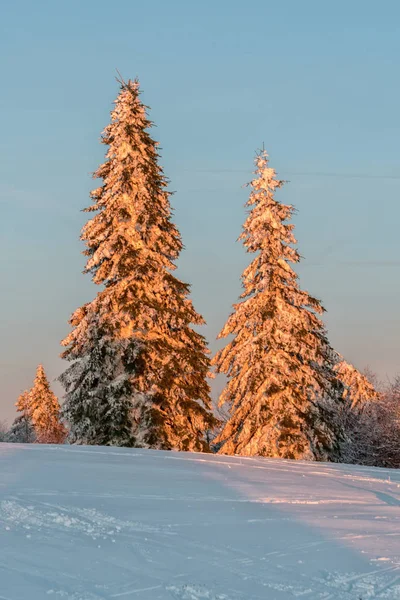 Vom Sonnenuntergang beleuchtete schneebedeckte Fichten — Stockfoto