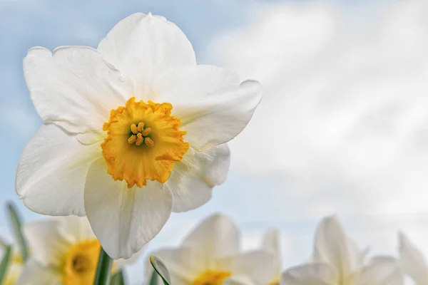 Blühende Narzissen mit dem Himmel im Hintergrund — Stockfoto