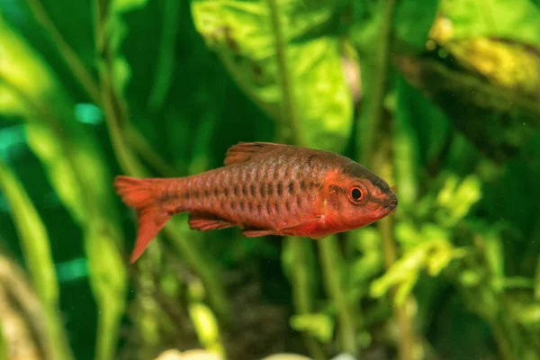 Porträtt av livebearer fisk (Puntius titteya) i akvarium — Stockfoto